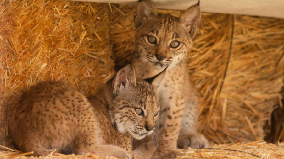 lynx ibérique