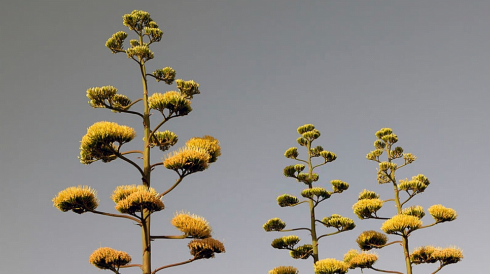 agave