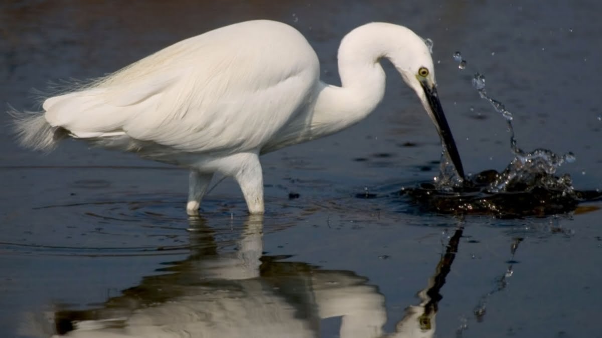 faune aviaire espagne