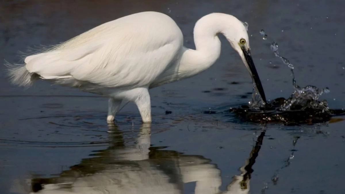 faune aviaire espagne