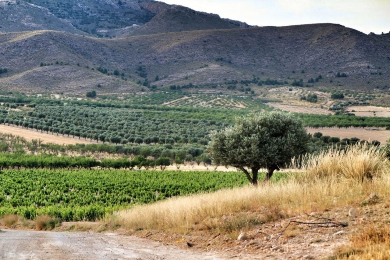 vin espagnol