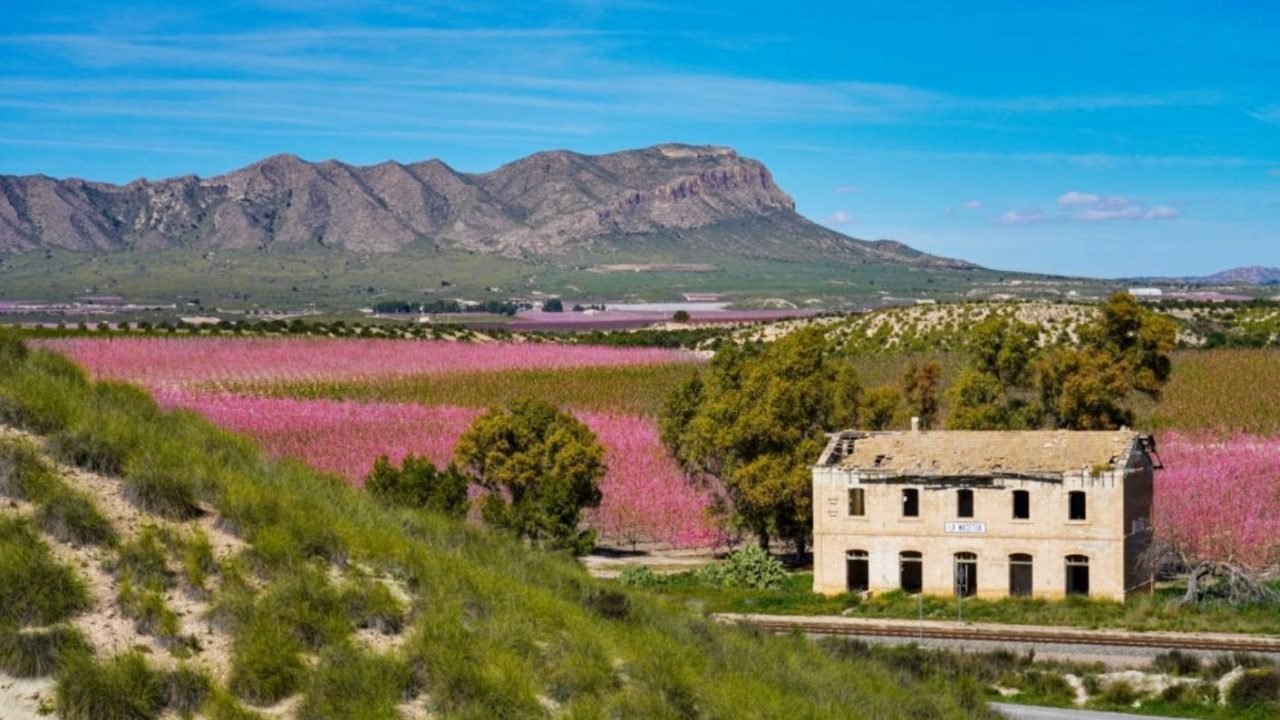 Visiter Murcia Floraison Cieza
