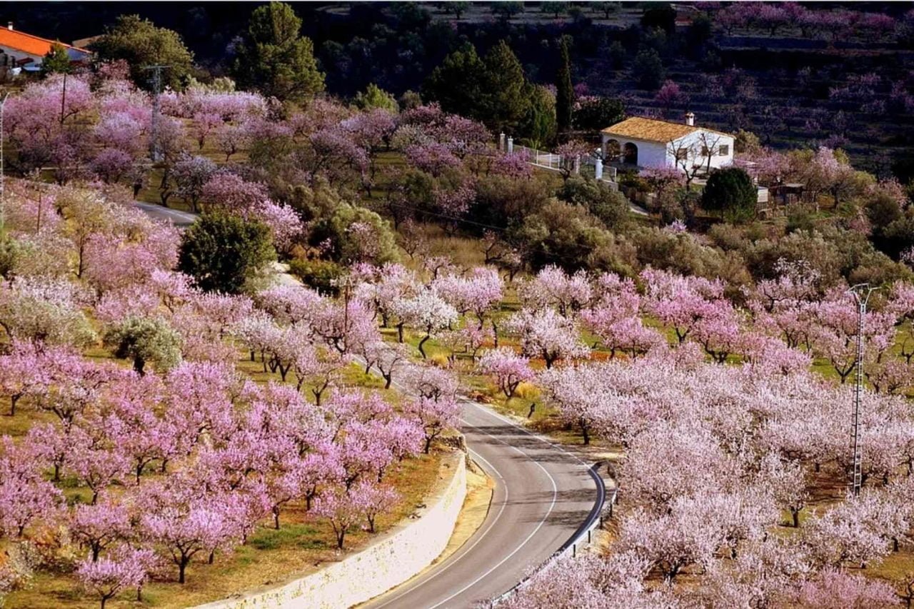 floraison des amandiers espagne
