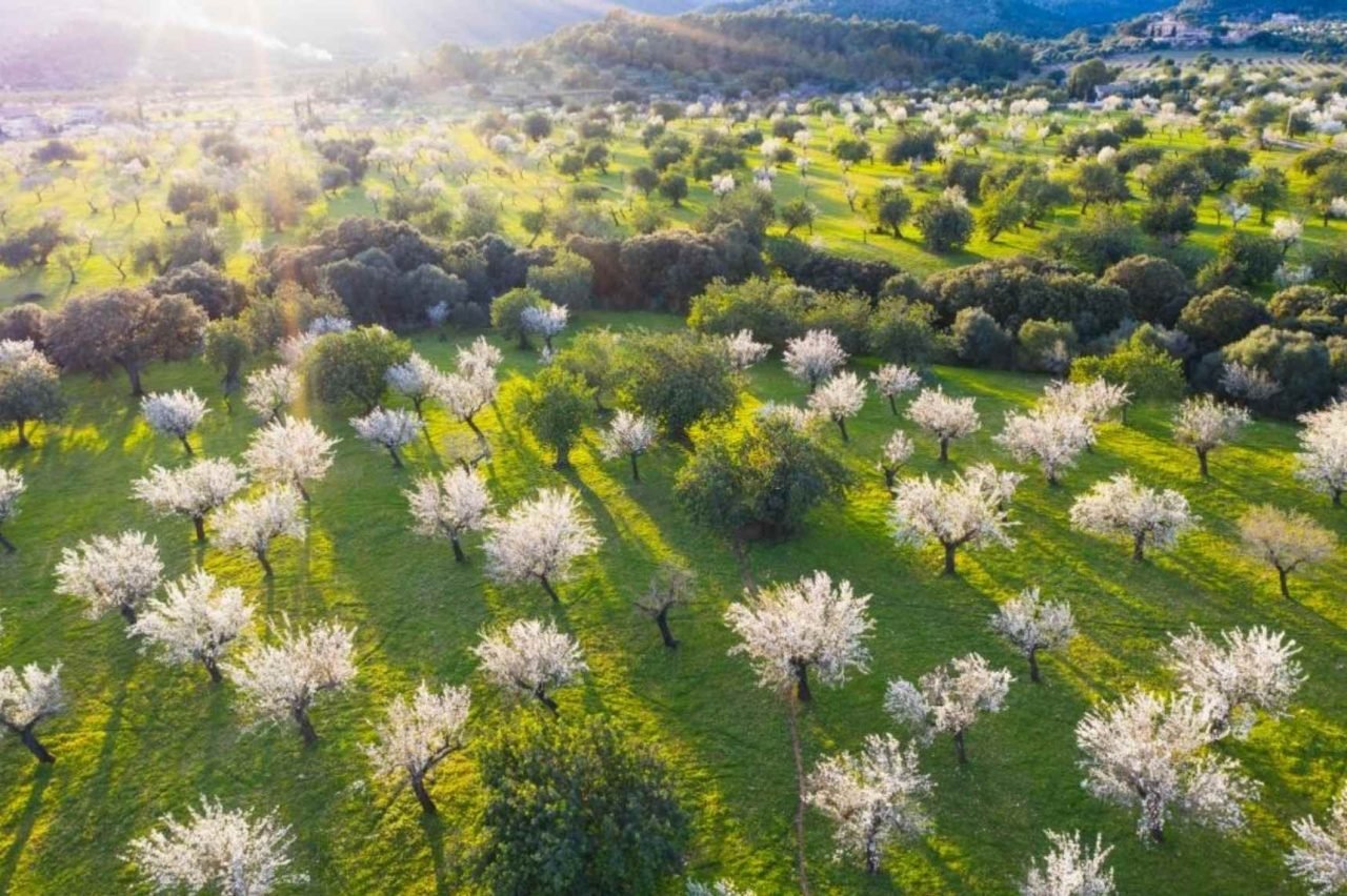 amandiers en fleurs